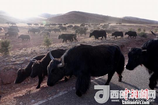 西藏每年存欄約420萬(wàn)頭牦牛，牦牛產(chǎn)業(yè)發(fā)展是推動(dòng)西藏畜牧業(yè)可持續(xù)發(fā)展和農(nóng)牧民脫貧致富的重要產(chǎn)業(yè)。圖為西藏牦牛。　孫翔 攝