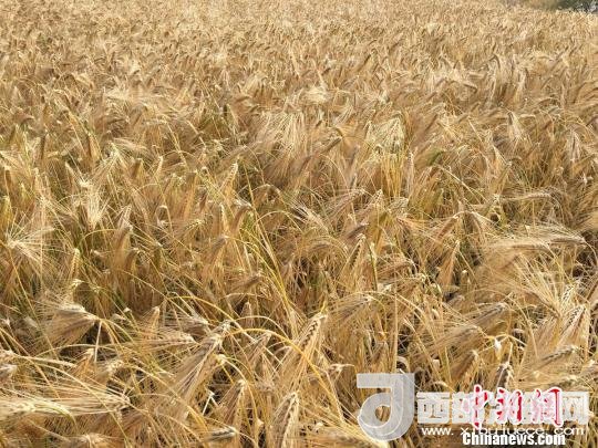 2017年西藏青稞種植面積達(dá)210多萬(wàn)畝，占糧食播種面積的75%。圖為成熟期的青稞?！⊥跤窳?攝