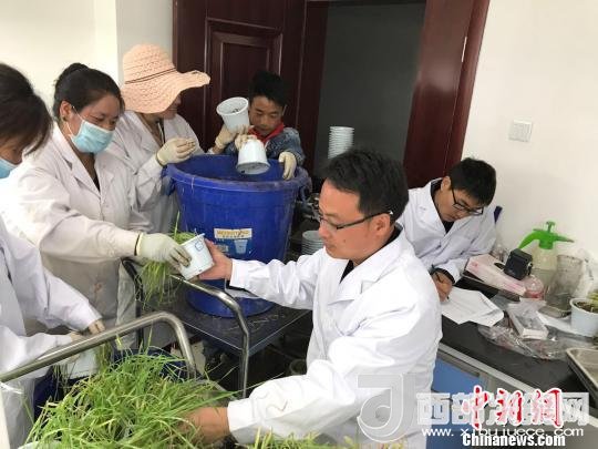 圖為研究員正在調(diào)查青稞感染白粉病情況?！⊥跤窳?攝