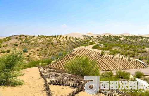 達拉特旗庫布其沙漠染綠。吳勇攝