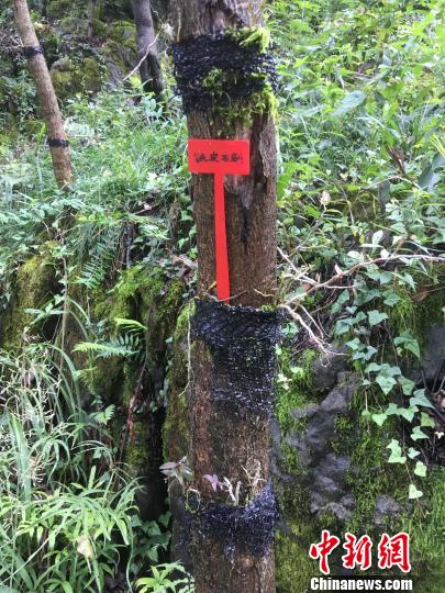 貴州同威生物科技有限公司鐵皮石斛種植?！≈軏?攝