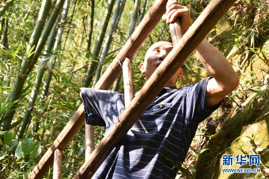 (新華全媒頭條·圖文互動)(12)刺梨花開滿山紅——記在貴州脫貧攻堅一線奮斗的殘疾人