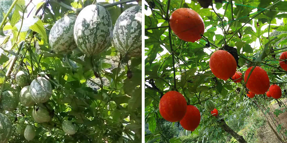 左為處于生長期的吊瓜，右為成熟的吊瓜（圖源西鄉(xiāng)縣宣傳部）